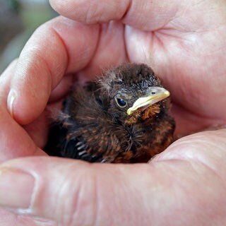 Amsel, Schwarzdrossel (Turdus merula), junge Schwarzdrossel wird schützend in den Händen gehalten.