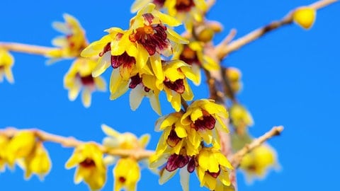 Die Winterblüte mit mehreren gelbrötlichen Blüten, die wie Glocken aussehen, an kleinen Ästen (Foto: picture-alliance / Reportdienste, Picture Alliance) Die Winterblüte mit mehreren gelbrötlichen Blüten, die wie Glocken aussehen, an kleinen Ästen