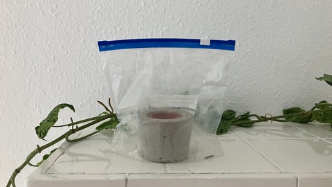 Ein Mini-Gewächshaus aus einem Zip-Beutel. (Foto: SWR, R. Fehlen) Ein Mini-Gewächshaus aus einem Zip-Beutel.