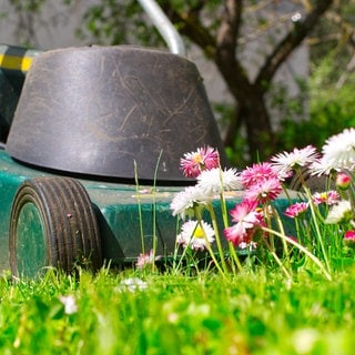 Mähfreier Mai: Ein Elektro-Rasenmäher vor einer kleinen Blumeninsel im Garten