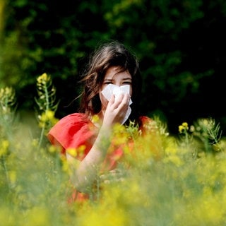 Eine Frau putzt sich zwischen Blüten die Nase: Mit den Frühblühern beginnt die Leidenszeit für Menschen mit Heuschnupfen. Die Pollen gelangen über die Schleimhäute in den Körper und lösen Allergien aus.