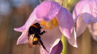 Die Pulsatilla hält Hitze und Trockenheit im Sommer gut aus. Ihre rosa Glockenblüte wird von einer Biene angeflogen.