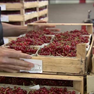 Johannisbeeren