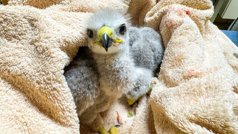Die völlig unterkühlten Mäusebussard-Babys in einer flauschigen Decke. Gleich kommen sie in den warmen Brutkasten und können sich in der Greifvogelstation in Bad Friedrichshall erholen. 