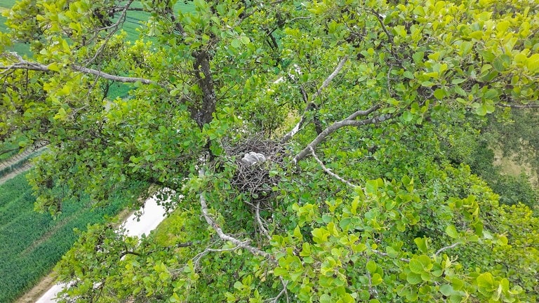 Die Mäusebussard-Babys in ihrem Nest in Bad Rappenau, kurz vor ihrer Rettung aus der Baumkrone. 