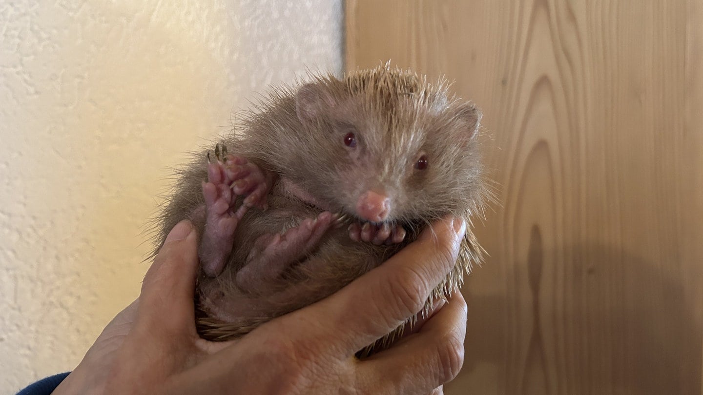 Albino-Igel-Baby Schneewittchen