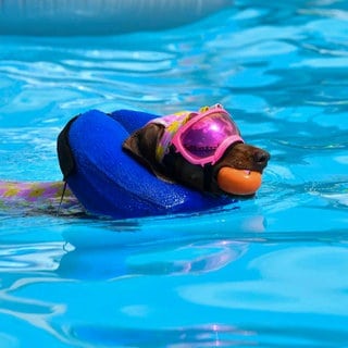 Ein Hund schwimmt mit Schwimmbrille und Badeanzug in einem behelfsmäßigen Schwimmbad. Zur Abkühlung während der Hitzewelle findet dort eine Veranstaltung für Hunde und Hundebesitzer statt.