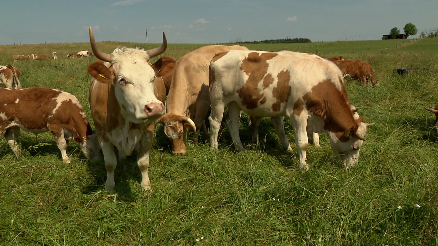Kühe auf Feld