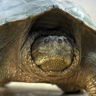 Die Schnappschildkröte ist inzwischen von Ludwigshafen nach München umgezogen.