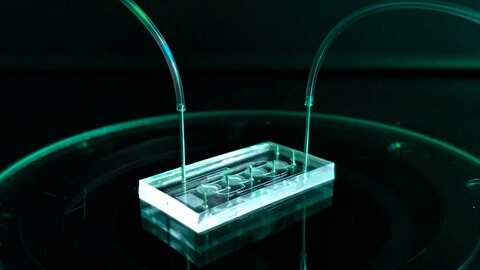 Das Organ-on-Chip-System ist eine Alternative zu Tierversuchen, die von Tübinger Forschern stammt.: Hier werden Zellgewebe auf einem Chip sensorisch gesteuert. Die Gewebe-Modelle nehmen die Eigenschaften von tierischen Organen an und können Versuchstiere ersetzen. (Foto: 3R-Center Tübingen/µOrganoLab) Das Organ-on-Chip-System ist eine Alternative zu Tierversuchen, die von Tübinger Forschern stammt.: Hier werden Zellgewebe auf einem Chip sensorisch gesteuert. Die Gewebe-Modelle nehmen die Eigenschaften von tierischen Organen an und können Versuchstiere ersetzen.