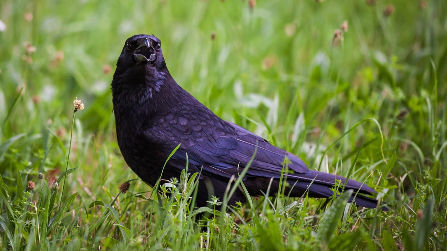 Eine Krähe sitzt mit offenem Schnabel im Gras. Die Vögel sind intelligent und können sogar zählen.
