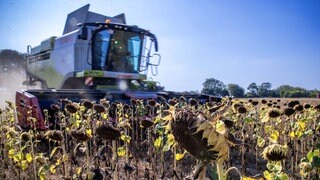 Mähdrescher bei der Sonnenblumenernte: Eine Reutlinger Wissenschaftlerin forscht daran, wie man aus den Stielen von Sonnenblumen eine Alternative zu Plastik herstellen kann.