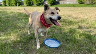 Auf der neuen Hundewiese in Zweibrücken spielt ein Hund.