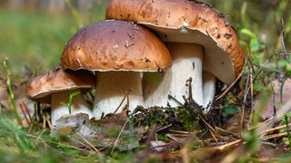 Pilze sammeln: Drei Steinpilze nebeneinander im Wald