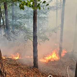 Auf dem trockenen Waldboden im Pfälzerwald hatten sich viele Flammennester gebildet.