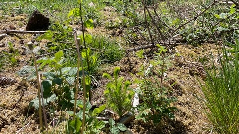 Junge Bäumchen, die im Februar und März gepflanzt wurden. Sie bekommen wegen der Trockenheit zu wenig Wasser. (Foto: SWR) Junge Bäumchen, die im Februar und März gepflanzt wurden. Sie bekommen wegen der Trockenheit zu wenig Wasser.