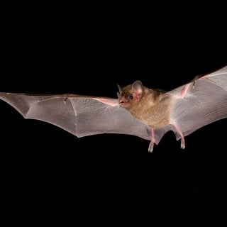 Fransenlippenfledermaus (Trachops cirrhosus)