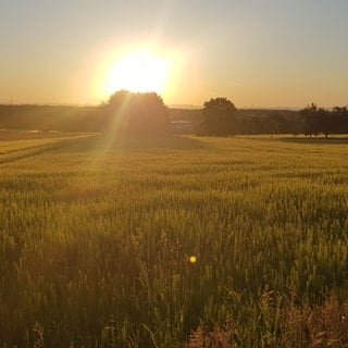 Weizenfeld