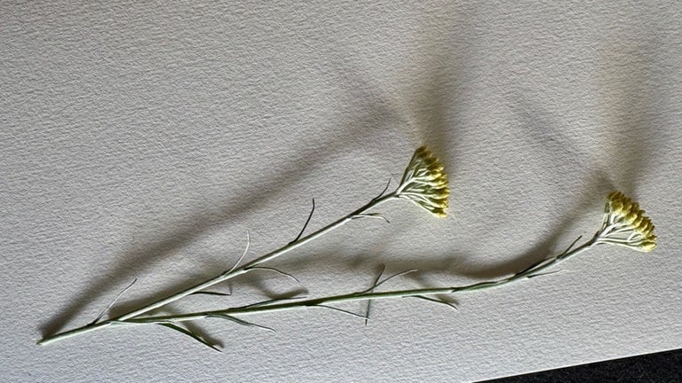Blumen und Blüten auf dem Papier anordnen. (Foto: Steffi Renk) Blumen und Blüten auf dem Papier anordnen.