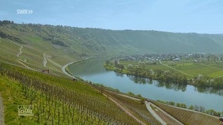 Blick auf die Mosel vom Moselsteig