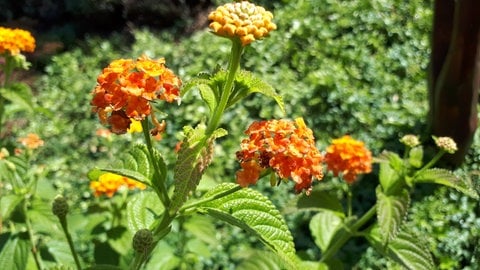 Sommerblume: Orangene Blüten von Wandelröschen. (Foto: SWR) Sommerblume: Orangene Blüten von Wandelröschen.