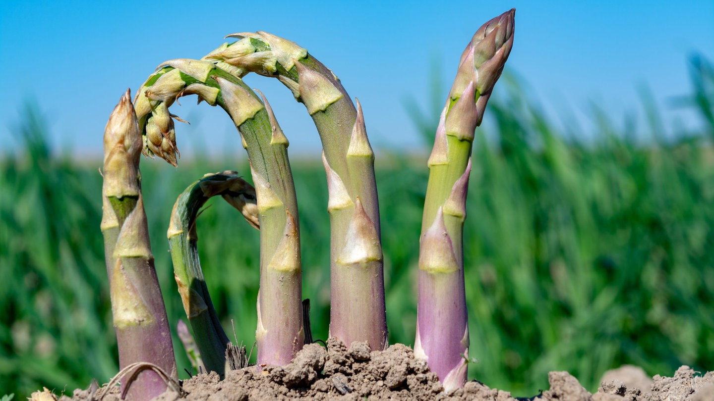 grüner Spargel, der aus dem Boden wächst