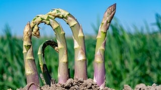 grüner Spargel, der aus dem Boden wächst
