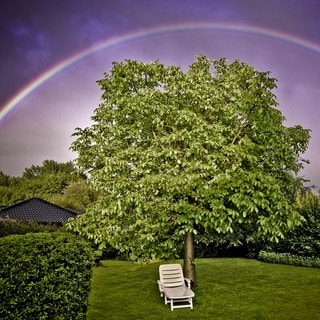 Regenbogen