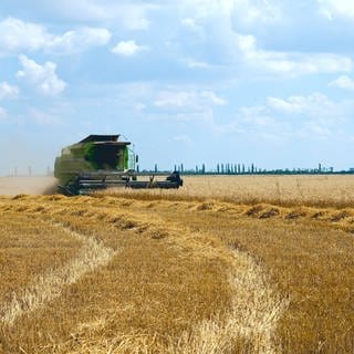 Erntezeit im Süden der Ukraine: Die Ukraine wird auch "Kornkammer Europas" genannt. Grund sind die guten Böden.