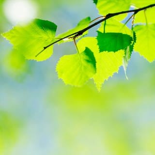 Junge grüne Blätter einer Birke: Jemandem grün sein kommt von der positiven Bedeutung der Farbe. Wenn ich jemandem grün bin, dann bin ich ihm gegenüber wachstumsorientiert, es ist in einen positiven Bereich hineingehend.