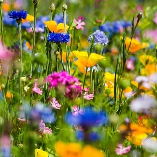 Bunte Blumenwiese: Die wichtigste Funktion der bunten Blätter ist, dass die Pflanzen mit diesen auffallenden Farben Insekten anlocken. Sie brauchen die Insekten zur Befruchtung.