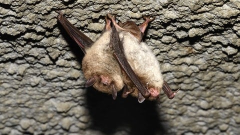 Wasserfledermaus im Torpor (Foto: IMAGO, IMAGO / imagebroker) Wasserfledermaus im Torpor
